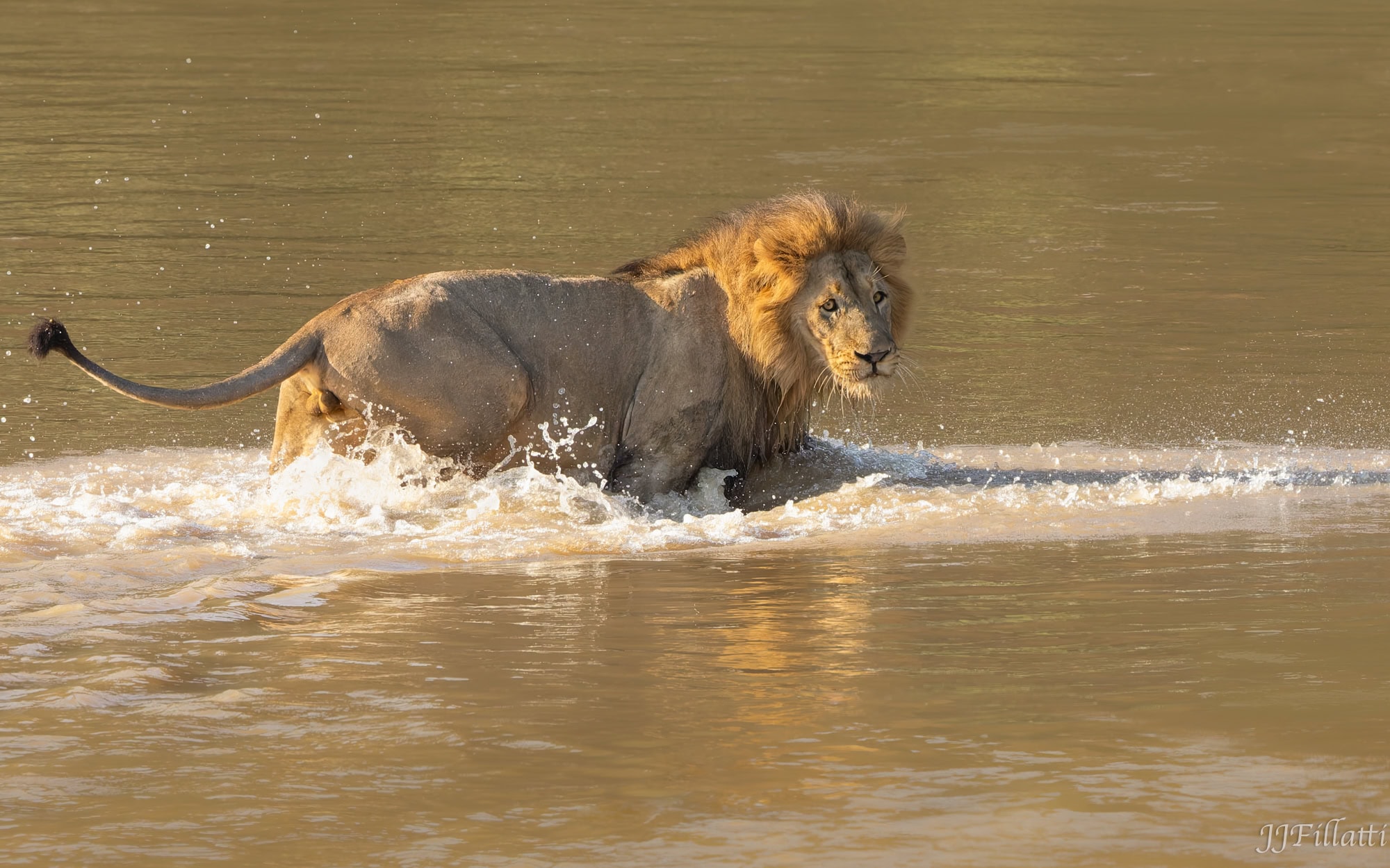 wildlife of Zimanga image 15